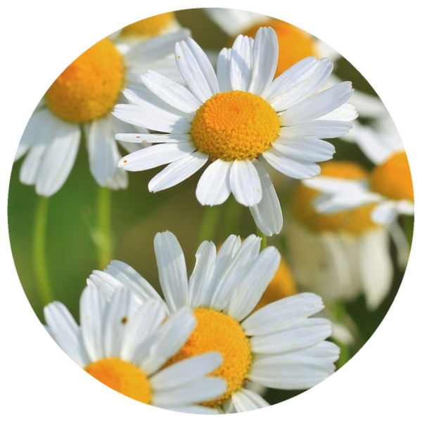 Chamomile, Roman (Anthemis nobilis) Organic Essential Oil