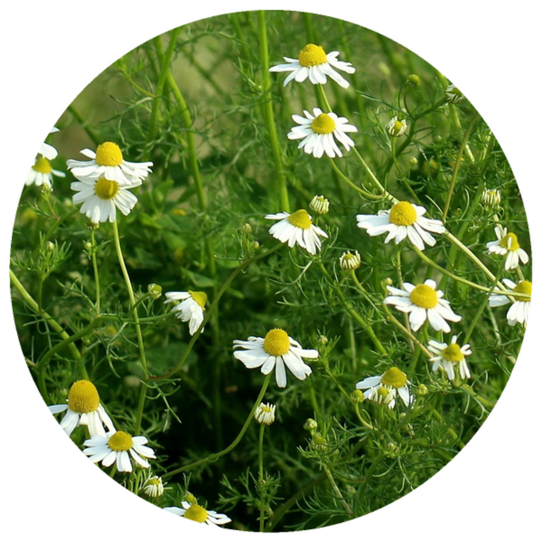 Chamomile, German (Matricaria chamomilla) Organic Essential Oil
