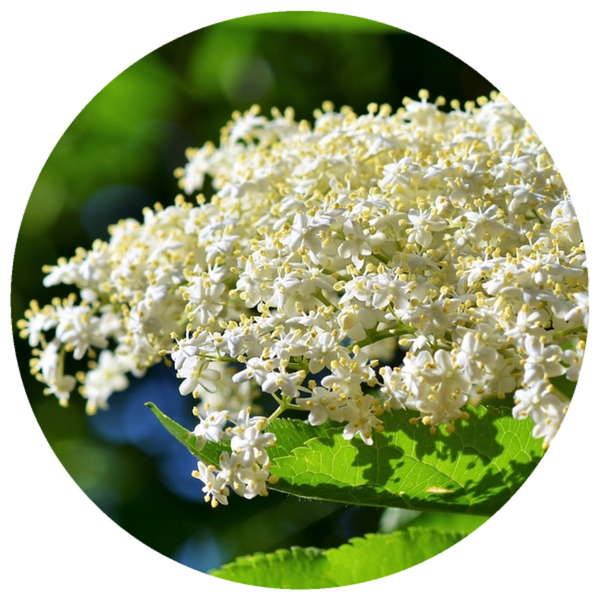 Elderflower, French (Sambucus nigra) Absolute