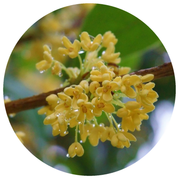 Osmanthus (Osmanthus fragrans) Absolute