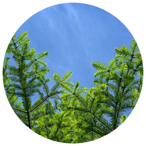 Black Spruce (Picea mariana) Organic Essential Oil