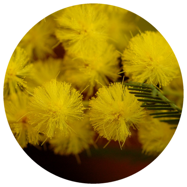 Sweet Cassie (Acacia farnesiana) Absolute