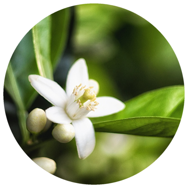 Neroli (Citrus aurantium var. amara) Organic Orange Blossom Essential Oil