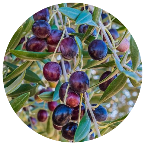 Olive Oil (Olea europaea) Organic Ice Pressed