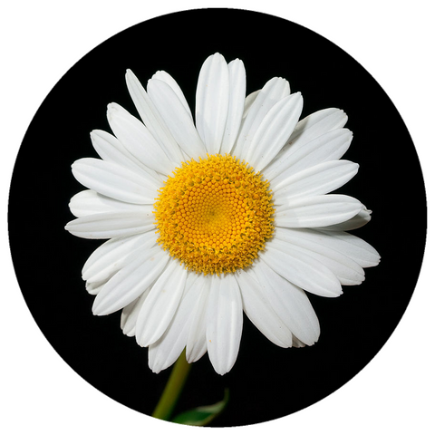 Chamomile, Roman (Anthemis nobilis) French Organic Essential Oil