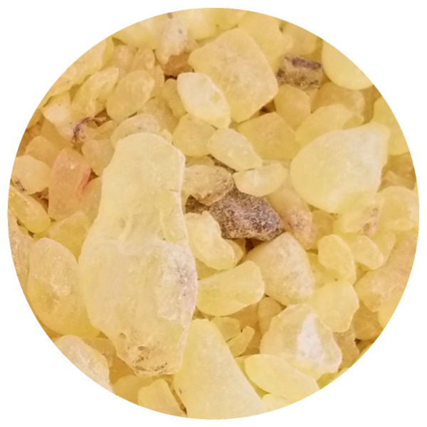 Frankincense and Myrrh Resin Infusion Oil – Rising Sun Botanicals