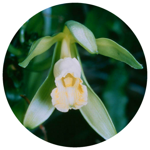 Vanilla, Tahiti (Vanilla tahitensis) Organic CO2 Extract