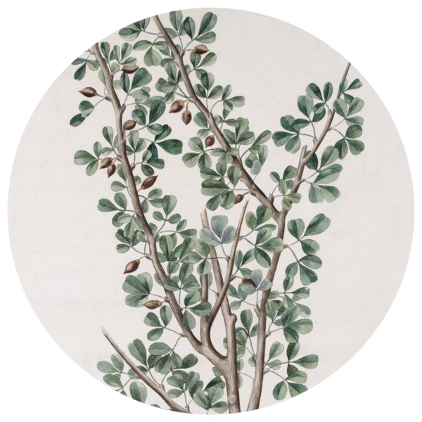 Versatile commiphora myrrha extract for use in Various Products
