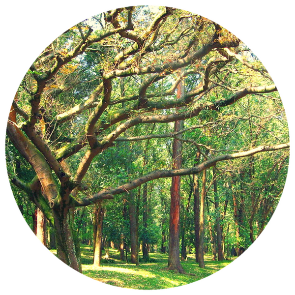 Copaiba Balsam (Copaifera officinalis) Wildcrafted Essential Oil