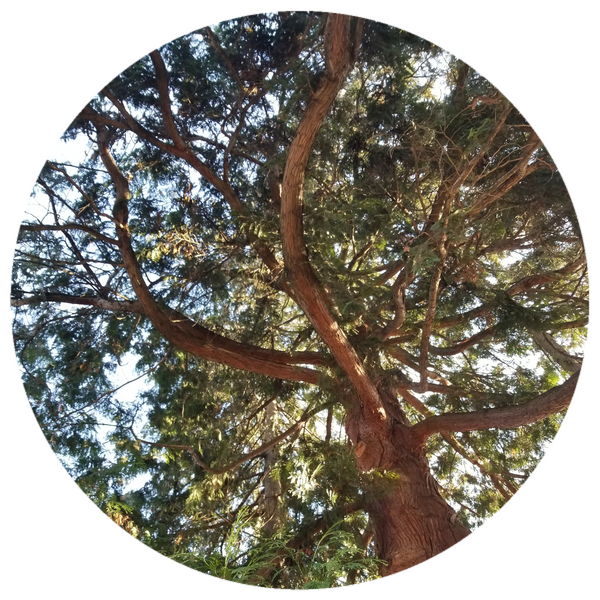 Cedarwood, Himalyan (Cedrus deodora) Wildcrafted Essential Oil