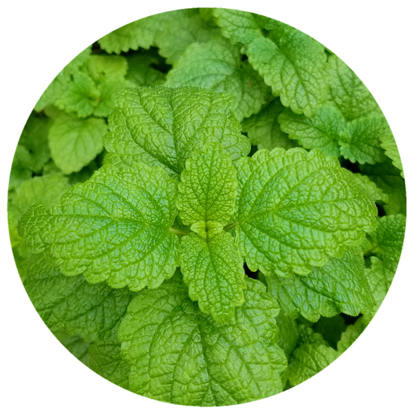 Melissa (Melissa officinalis) Organic Lemon Balm Essential Oil