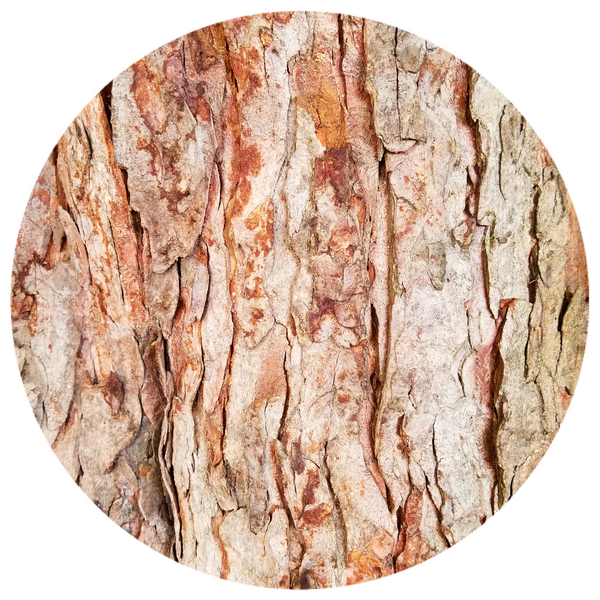 Cedarwood, Atlas (Cedrus atlantica) Organic Essential Oil