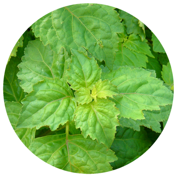 Patchouli, (Pogostemon cablin) India Aged Vintage 2011 Essential Oil