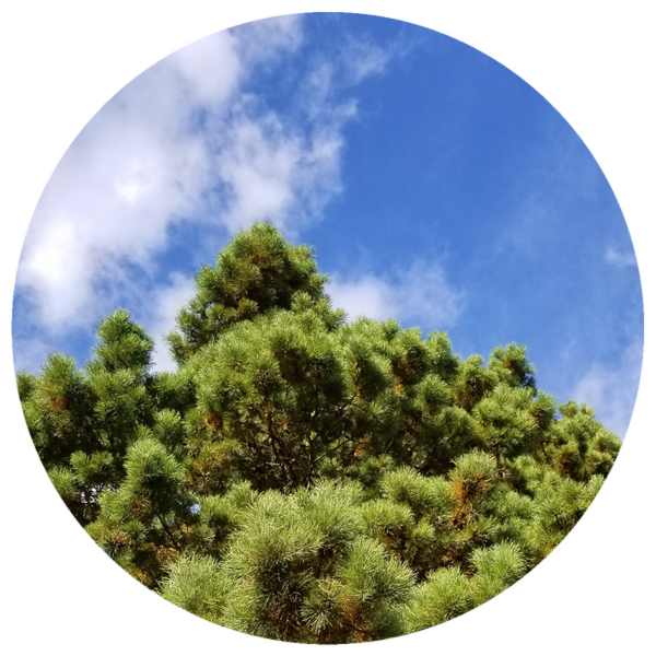 Pine, Pinon Amber (Pinus monophylla) Essential Oil