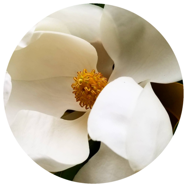 Southern Beautiful White Magnolia Flower High Quality Essential Oil 2ml USA  Made from True Heirloom Flowers RARE