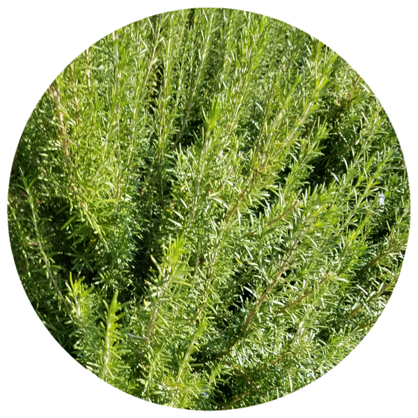 Rosemary (Rosmarinus officinalis) Organic CO2 Antioxidant Undiluted