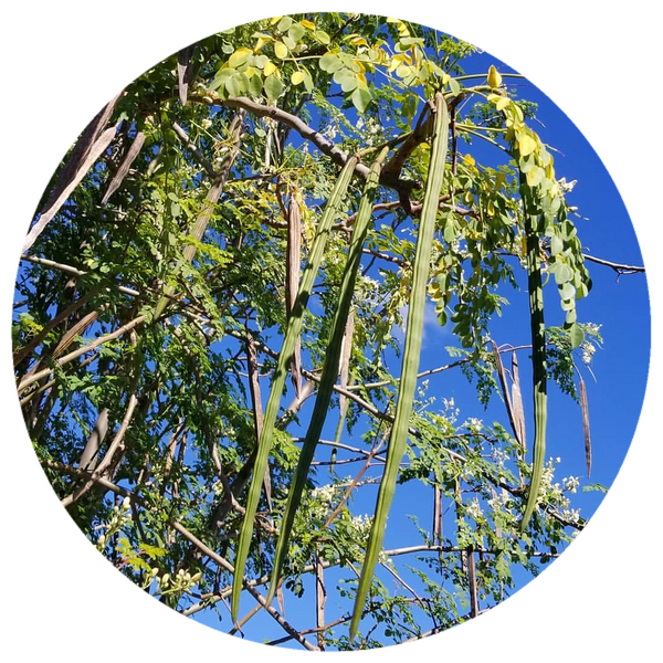 Moringa Oil (Moringa oleifera)