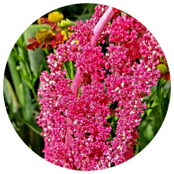 pure, ethically sourced, organic, cold pressed Amaranth Seed Oil, Amaranthus caudatus,  from the United States, packaged in authentic, protective, miron violet glass bottle, with choice of top, euro dropper top, gel pump top, or pour cap. four sizes 5ml, 30ml, 50ml, 100ml.