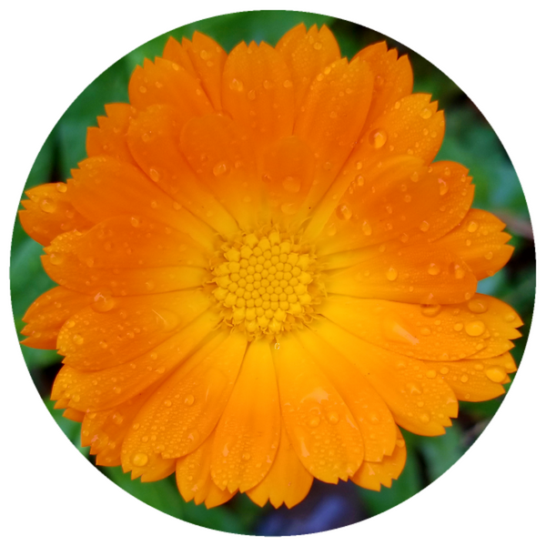 Calendula petals – I & E Organics Apothecary