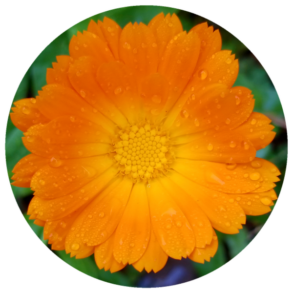 Calendula (Calendula officinalis) Organic CO2 Extract