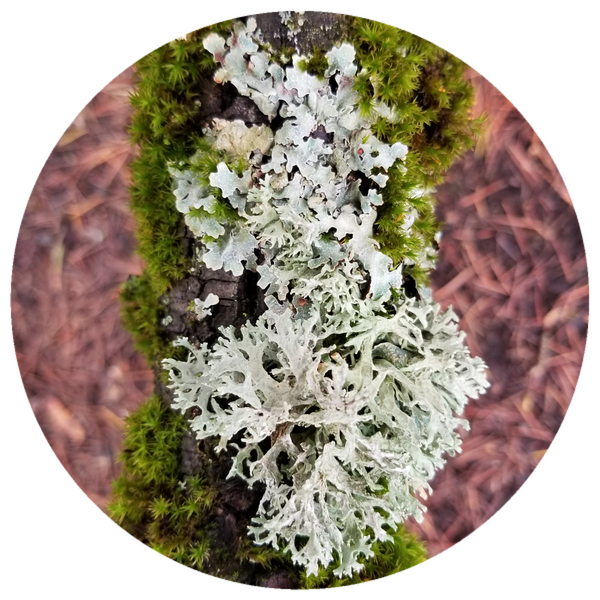 Oakmoss (Evernia prunastri) Absolute