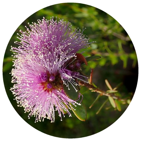 Rosalina (Melaleuca ericifolia) Organic Essential Oil