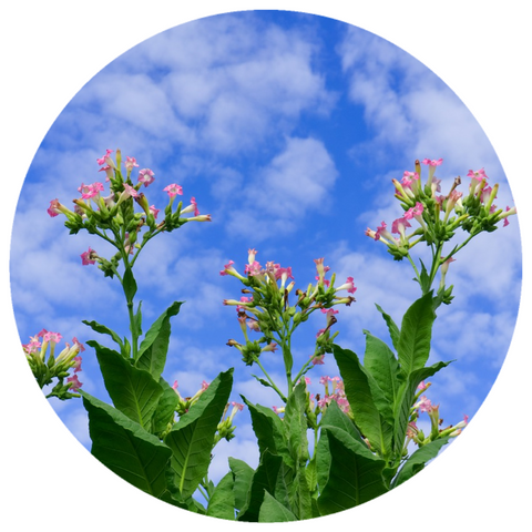 Tobacco Flower (Nicotiana tabacum) Organic Absolute