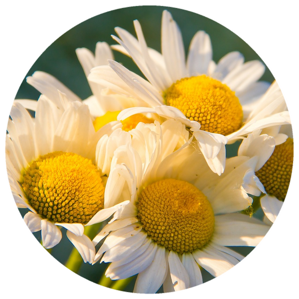 Chamomile, German (Matricaria chamomilla) Organic CO2 Extract