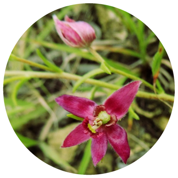 Rhatany Root (Krameria lappacea) CO2 Extract