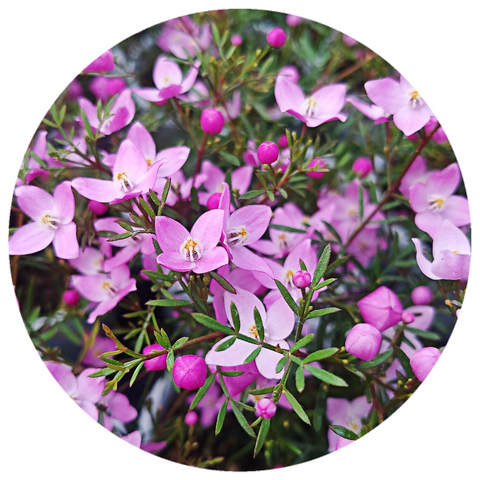 Boronia (Boronia megastigma) Organic Absolute