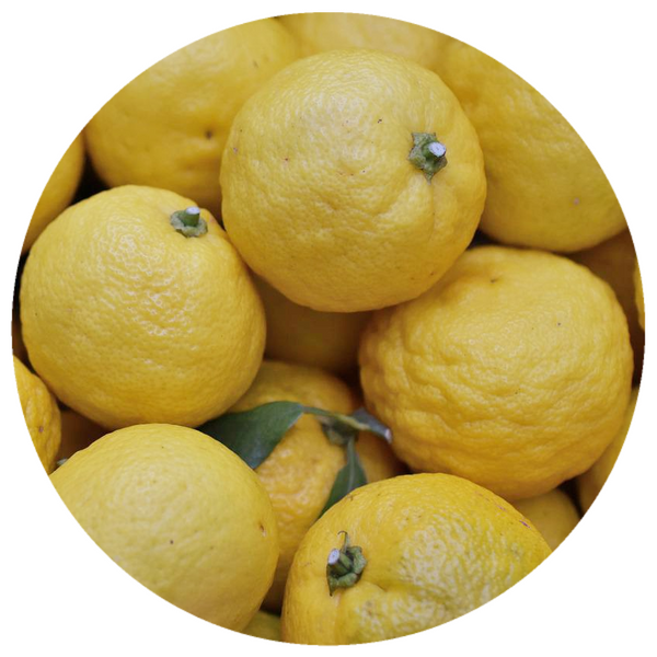 Yuzu (Citrus junos) Organic Essential Oil