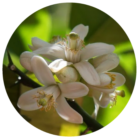 Neroli Grapefruit (Citrus paradisi) Organic Essential Oil