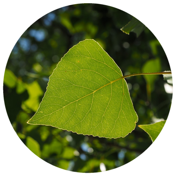 Poplar Balsam (Populus balsamifera) Wild Essential Oil