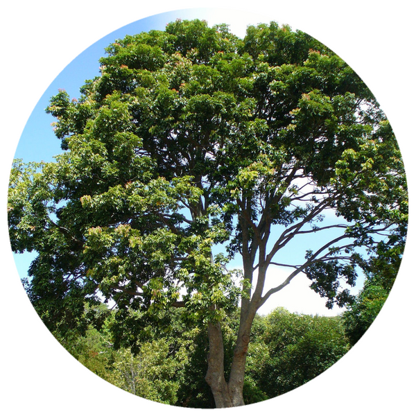 Andiroba Oil (Carapa guianensis) Wildcrafted Cold Pressed