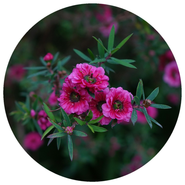 Red Manuka (Leptospermum scoparium) Wildcrafted Essential Oil