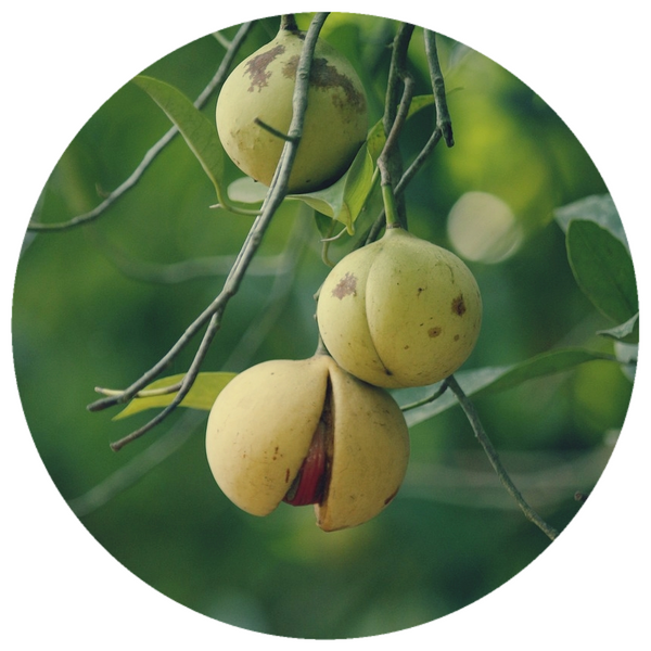 Nutmeg (Myristica fragrans) Organic Essential Oil
