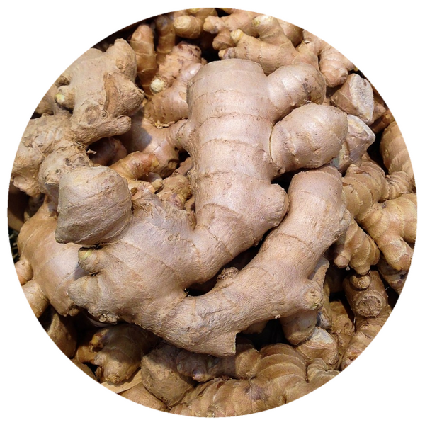 Ginger Root (Zingiber officinale) Organic CO2 Total Extract