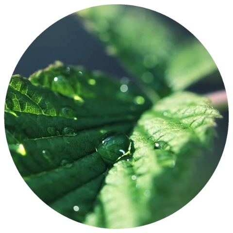 Bergamot Mint (Mentha citrata) Organic Essential Oil