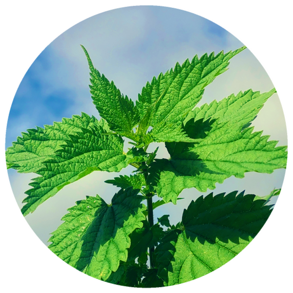 Stinging Nettle (Urtica dioica) Essential Oil