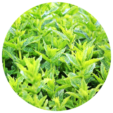 Spearmint Leaf (Mentha spicata) Organic CO2 Extract