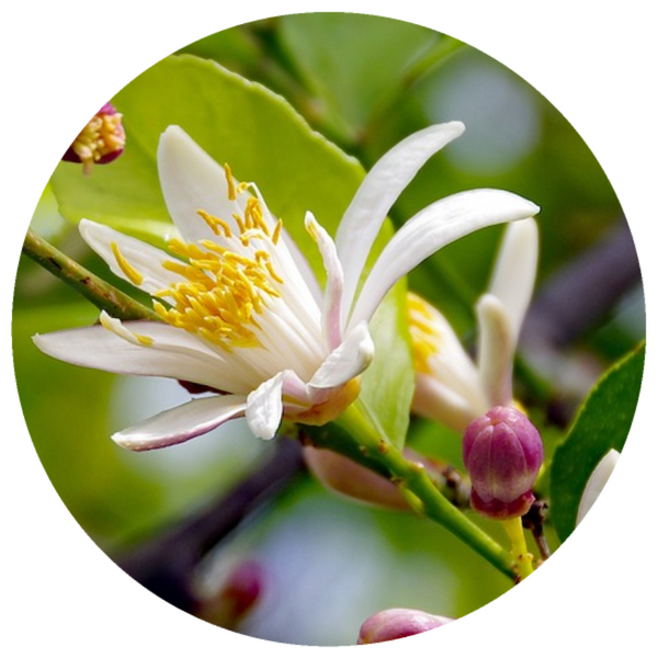 Neroli Orange Blossom (Citrus aurantium var. amara) Organic CO2 Extract