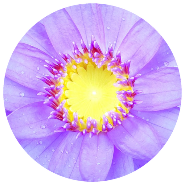 Organic Blue Lotus Hydrosol