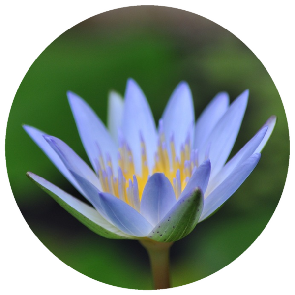Blue Lotus Flower Sacred Water Lily
