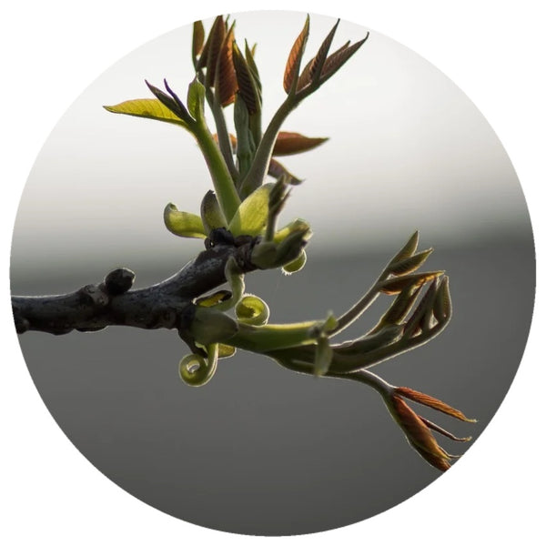 Black Poplar Bud (Populus nigra) CO2 Extract