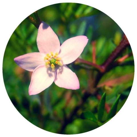 Boronia Attar (Santalum album, Hibiscus abelmoschus, Boronia megastigma) Essential Oil