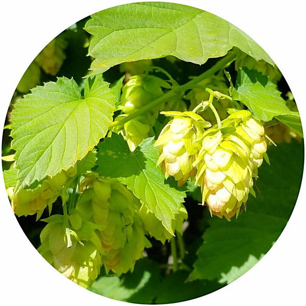 Hops (Humulus lupulus) Organic CO2 Extract