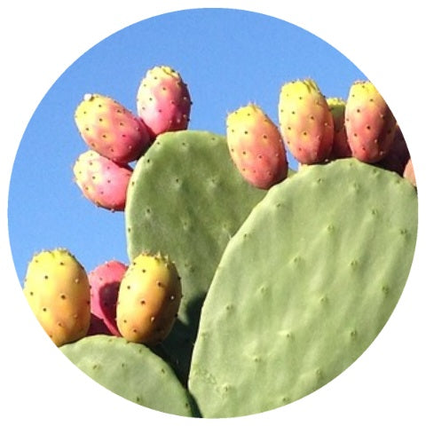Salvia Prickly Pear Seed (Opuntia Ficus-Indica) Essential Oil 100% Pure,  Undiluted and Organic - Natural, Premium Aromatherapy Oil - Therapeutic  Grade
