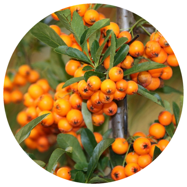 Sea Buckthorn Seed (Hippophae rhamnoides) Organic CO2 Extract Essential Oil