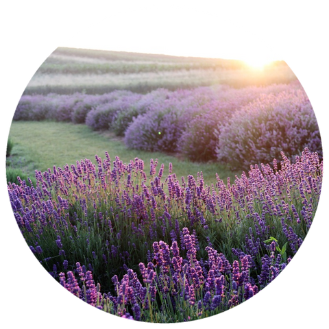 Lavender, English (Lavandula angustifolia var Folgate) Organic Essential Oil