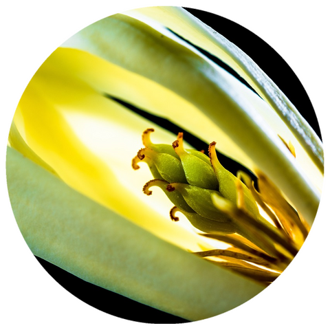 Oakmoss (Evernia prunastri) Absolute Essential Oil – Rising Sun Botanicals